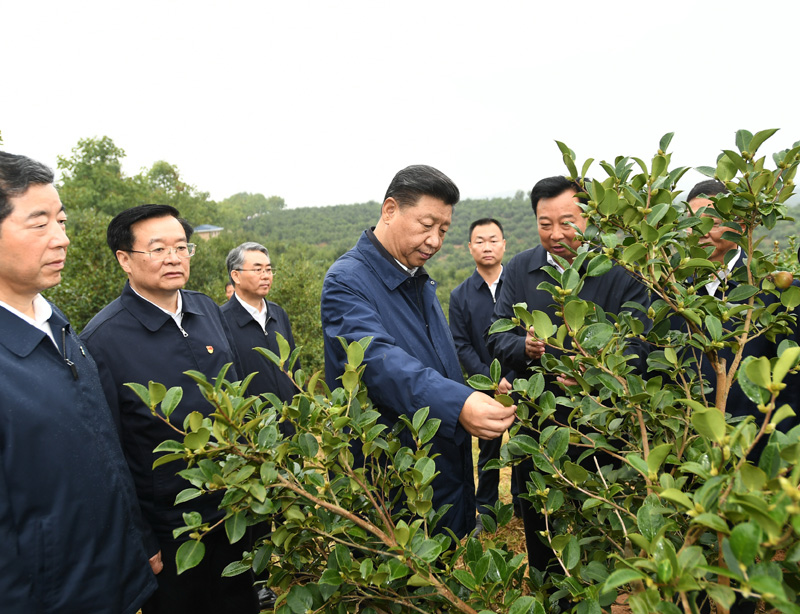 9月16日至18日,中共中央总书记、国家主席、中央军委主席习近平在河南考察。这是17日上午,习近平来到信阳市光山县槐店乡司马光油茶园,实地察看油茶树种植和挂果情况。新华社记者 谢环驰 摄